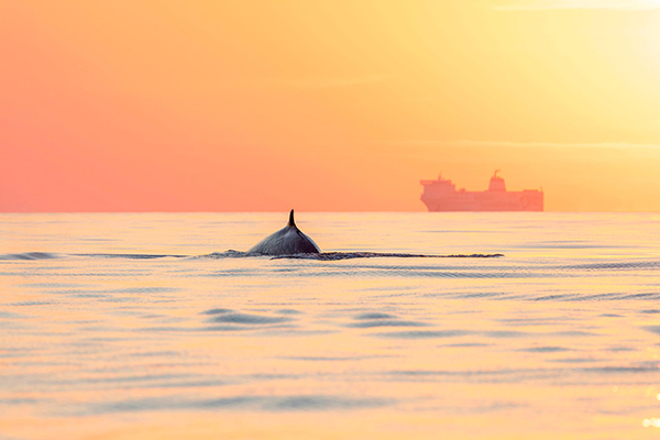 a whale fin peeking above the water during sunset with a cargo ship in the background