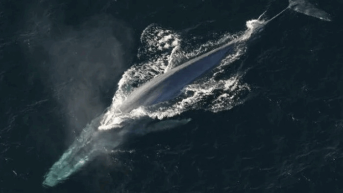 A whale barely breaching the water