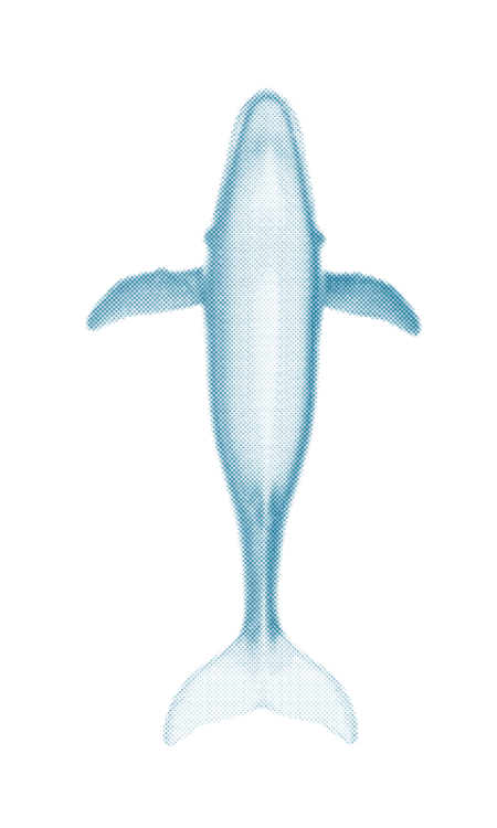 graphic rendering of a blue whale