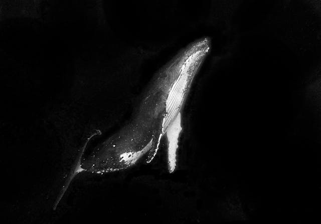 Black-and-white aerial view of a humpback whale swimming through dark ocean water, with its white pectoral fin and textured body clearly visible.