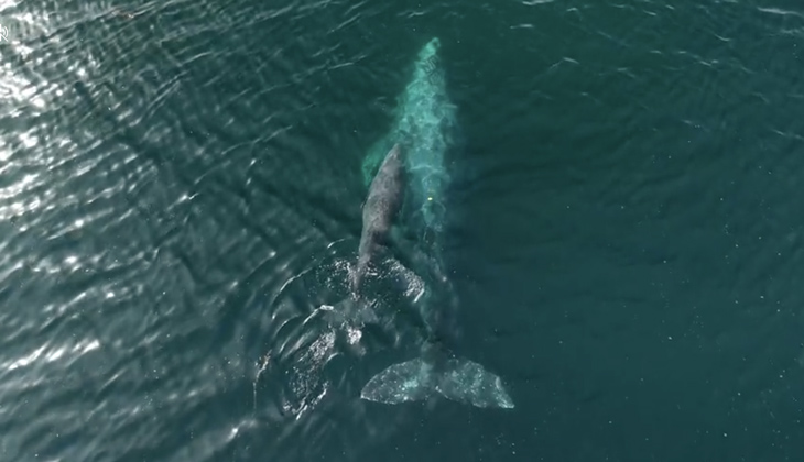 Overhead view of mom and baby whale swimming