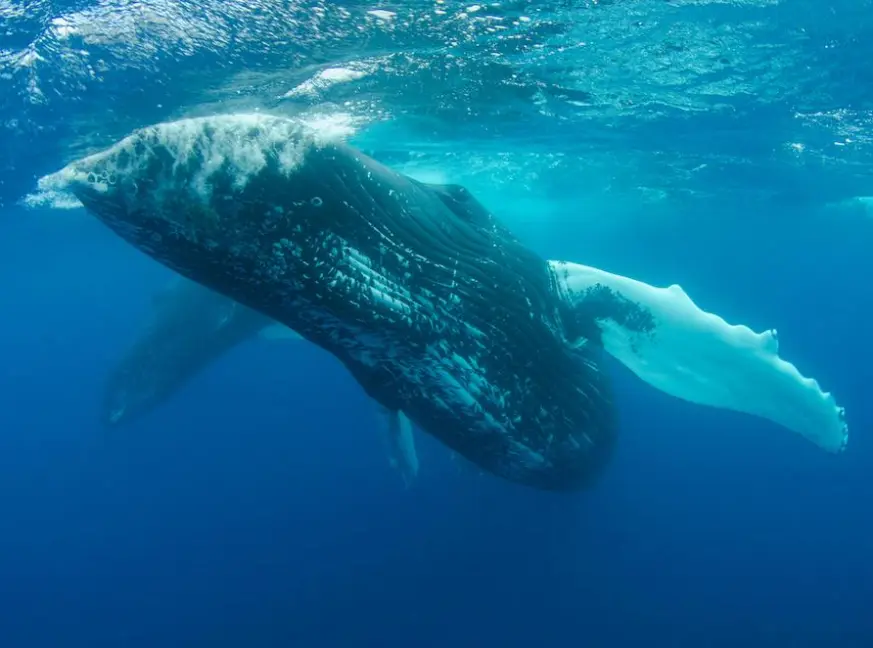 Underwater photo of a humpback whale swimming just below the ocean’s surface, with sunlight filtering through blue water and highlighting its textured body and long pectoral fin.