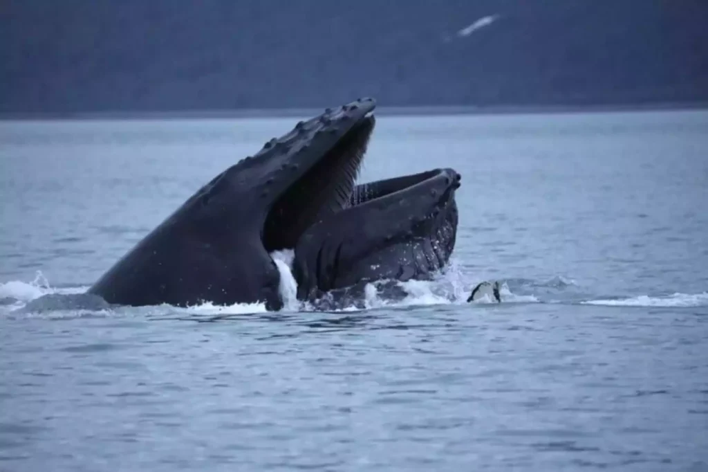 Two humpback whales surface with mouths wide open while feeding in calm ocean water, creating splashes as seabirds hover nearby.
