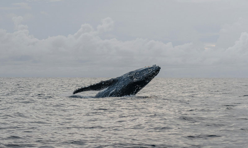 Humpback whale breaching above the ocean surface under cloudy skies