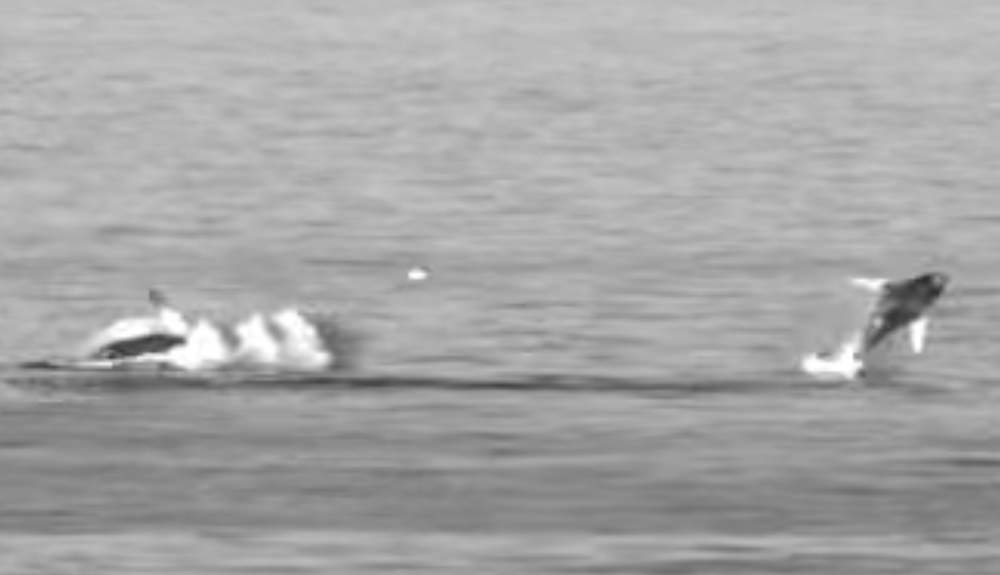 Black and white video still of two whales breaching out of the water