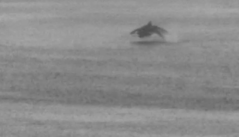 black and white video still of two killer whales breaching out of the water