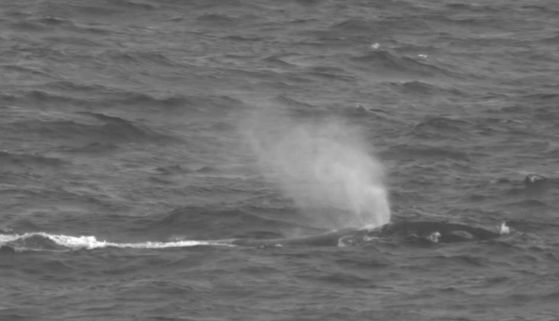 Black and white video still of a whale breaching and blowing through it's blowhold