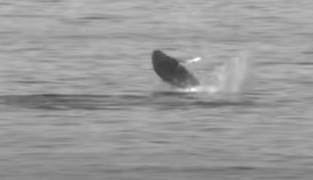 black and white video still of a small humpback whale breaching out of the water