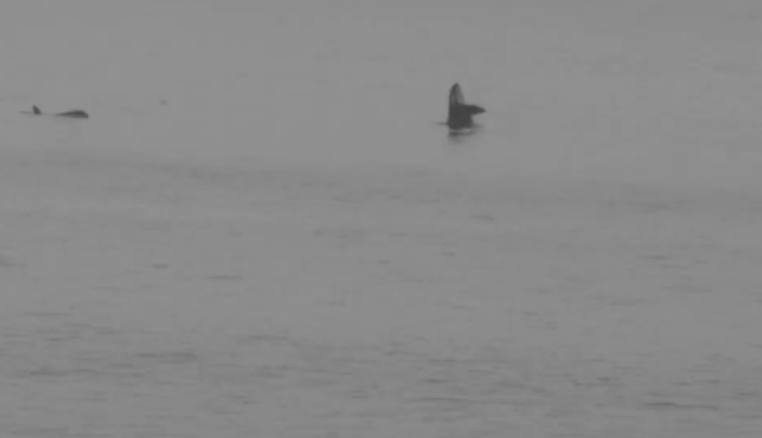 black and white video still of killer whale popping out of the water